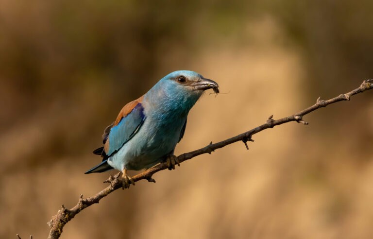 Bulgaria & Northern Greece: Spring Migration Magic