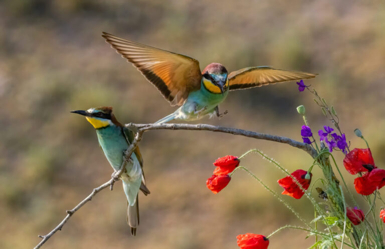 Bulgaria & Northern Greece: Spring Migration Magic