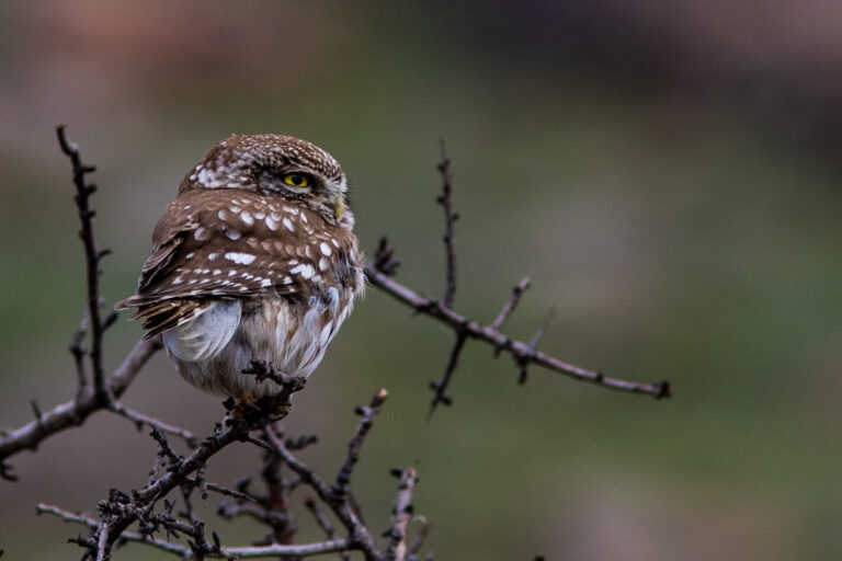 Athens Birding Tour