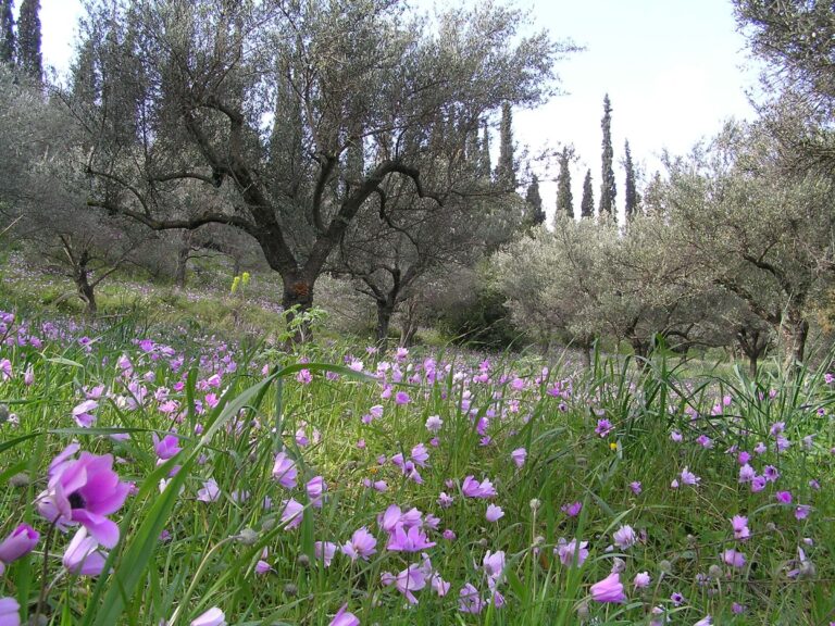 Athens Birding Tour