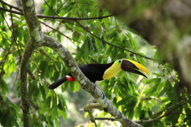 BIRD WATCHING – FULL DAY PASS