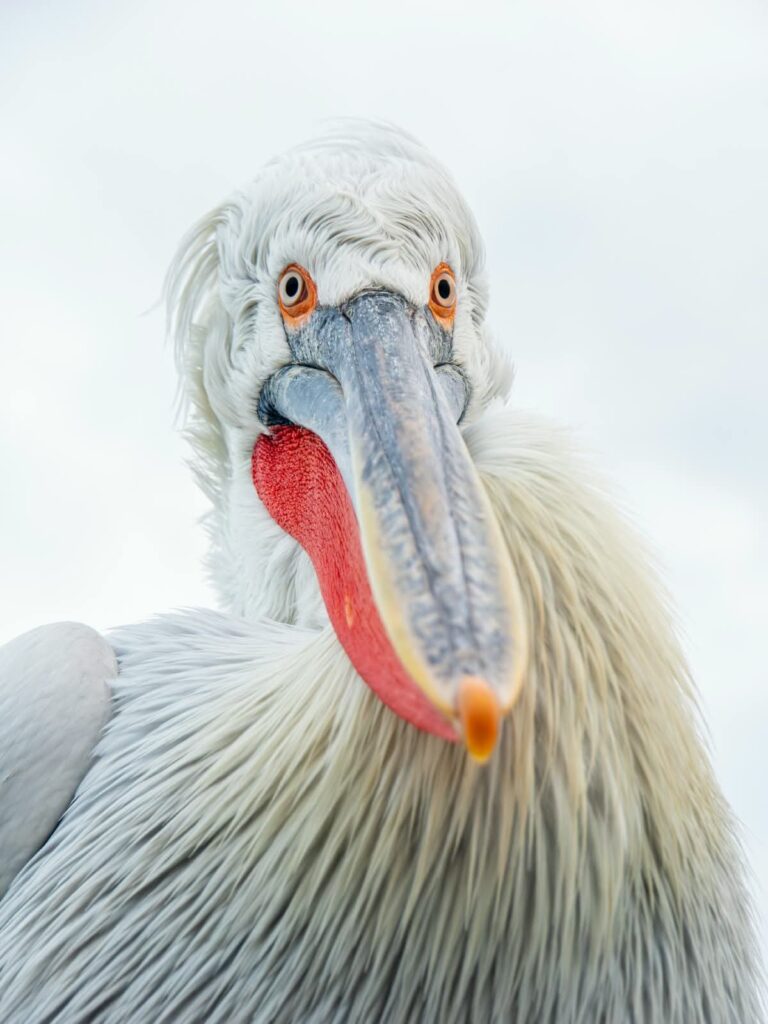 Lake Kerkini Photography Tour