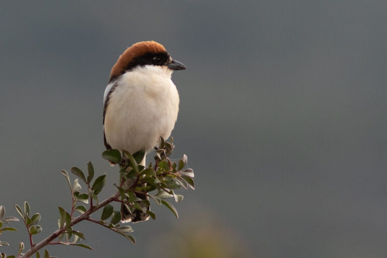 Athens Birding Tour