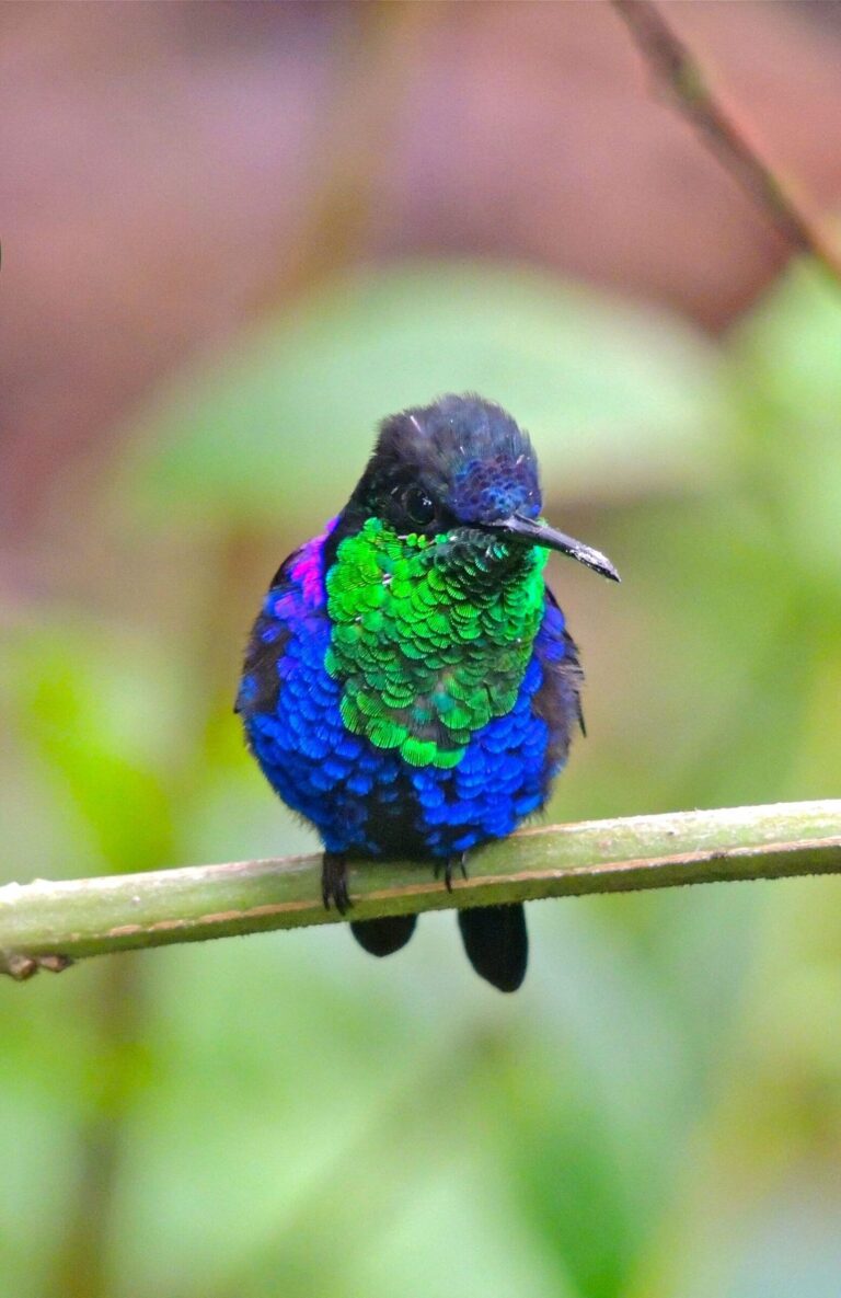 BIRD WATCHING – FULL DAY PASS