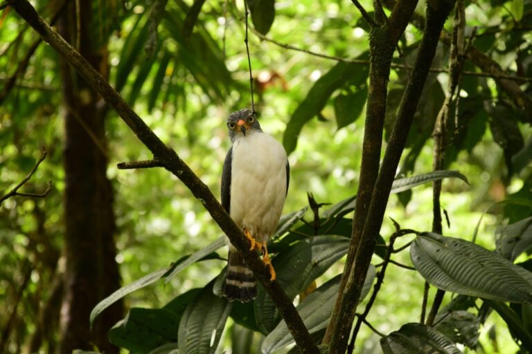 BIRD WATCHING – FULL DAY PASS