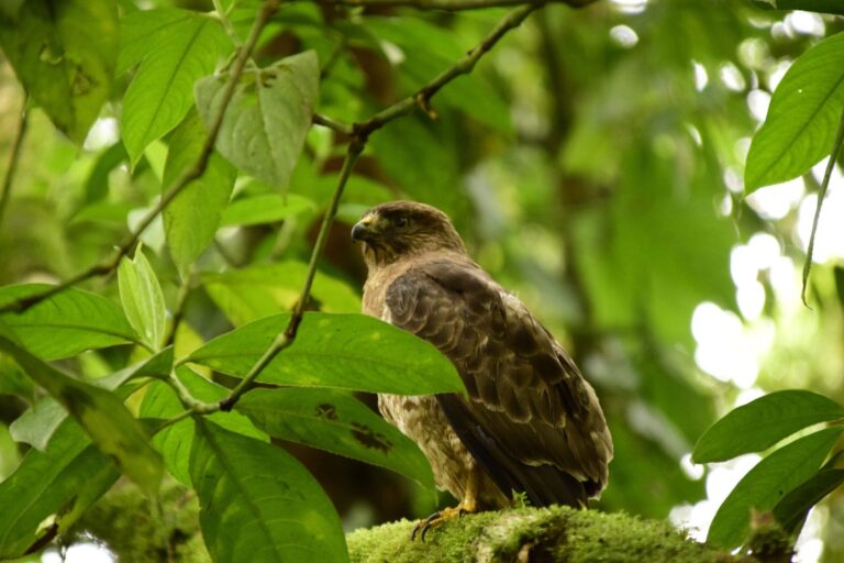 BIRD WATCHING – FULL DAY PASS