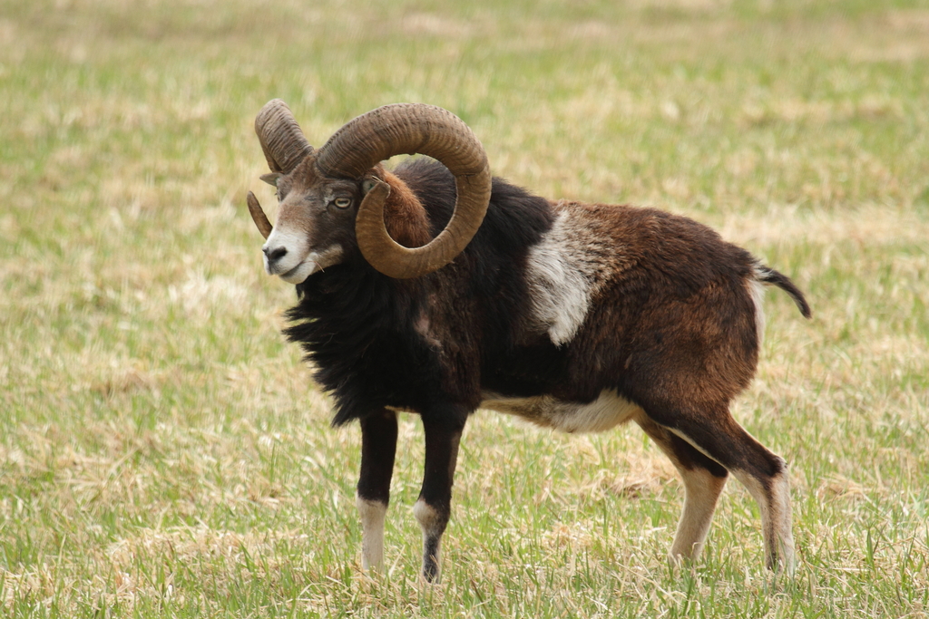 European Mouflon