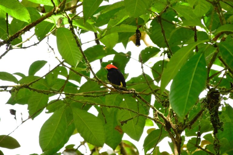 BIRD WATCHING – FULL DAY PASS