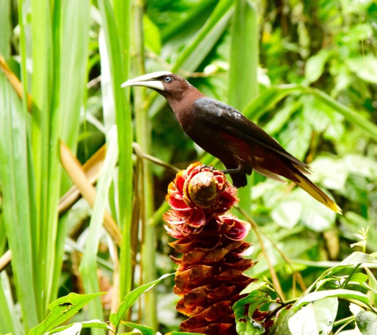 BIRD WATCHING – FULL DAY PASS