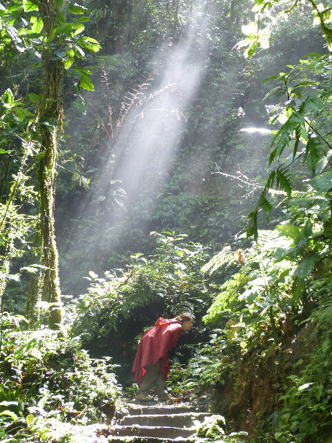 Birdwatching en Celeste Mountain Lodge 6.30am-11am