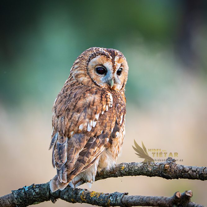 Tawny Owl hide