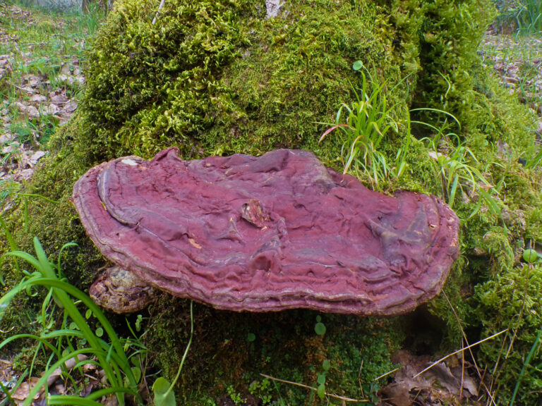 Los Alcornocales Natural Park