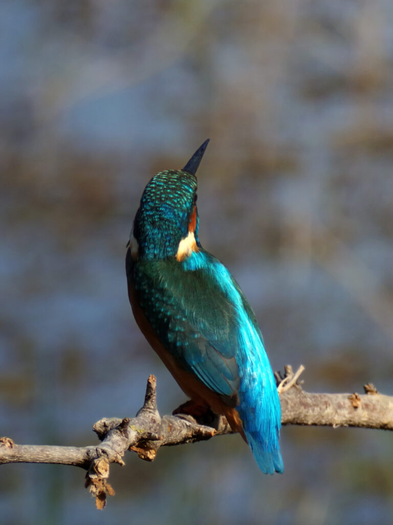 Los Alcornocales Natural Park