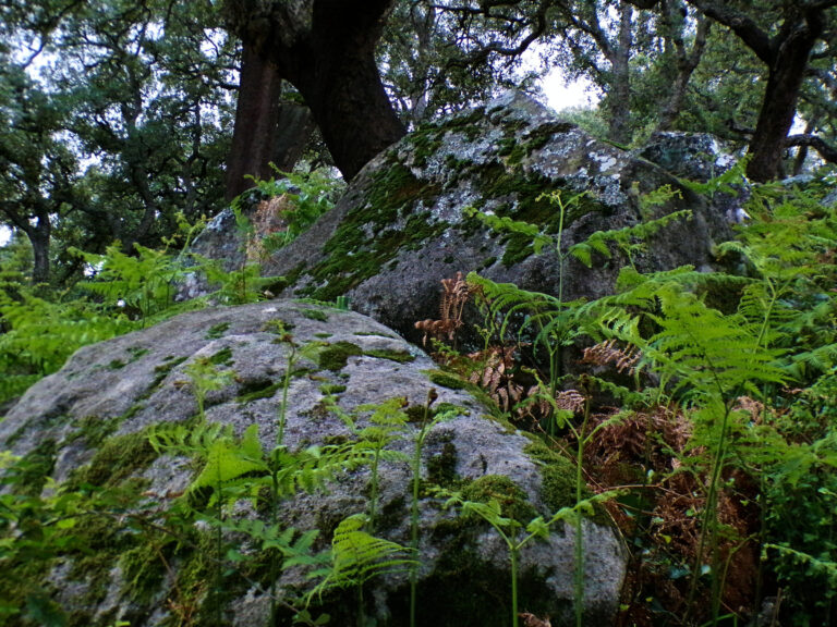 Los Alcornocales Natural Park