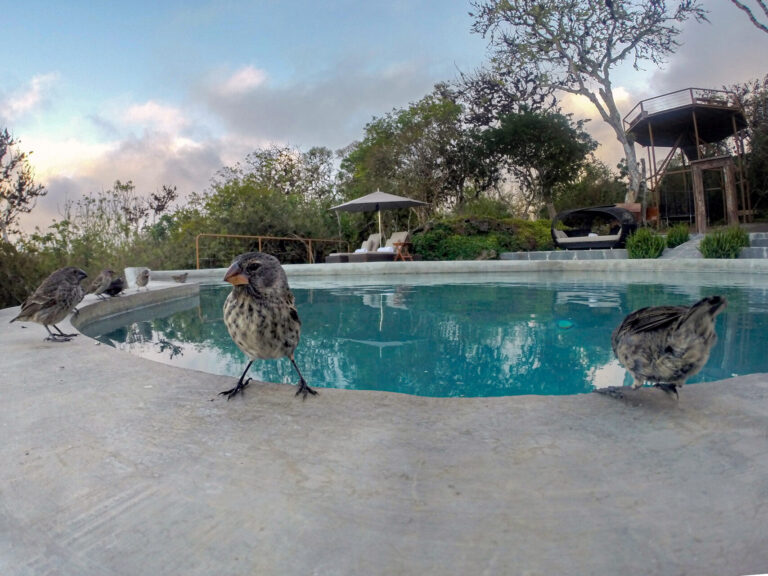Galapagos Safari Camp