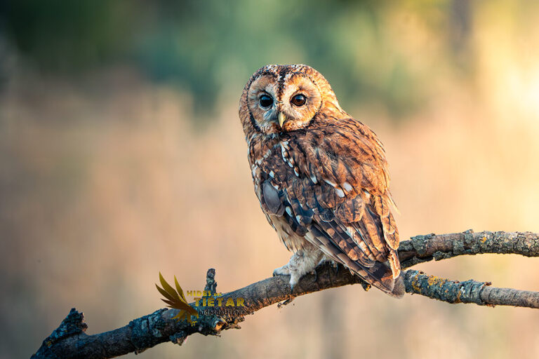 Tawny Owl hide