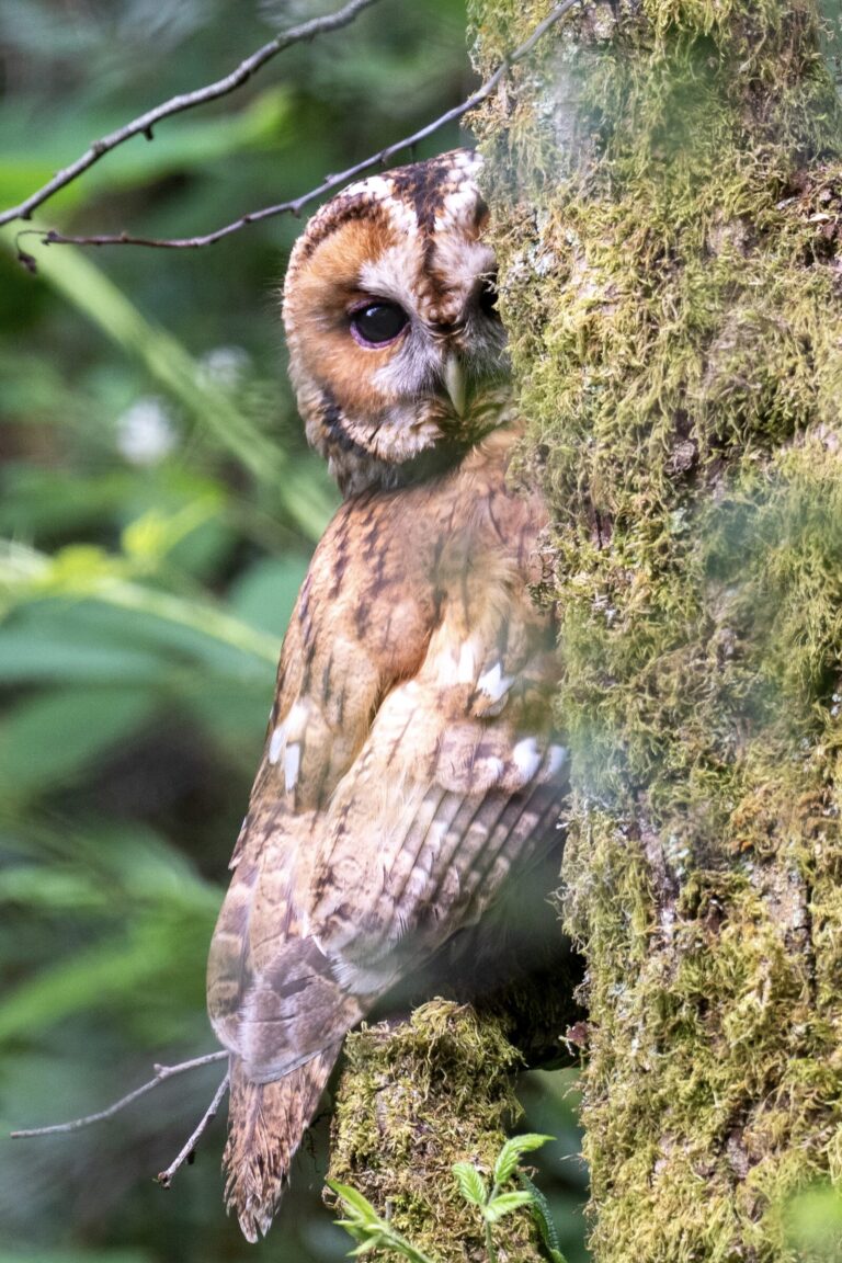 Cloud Wildlife hide
