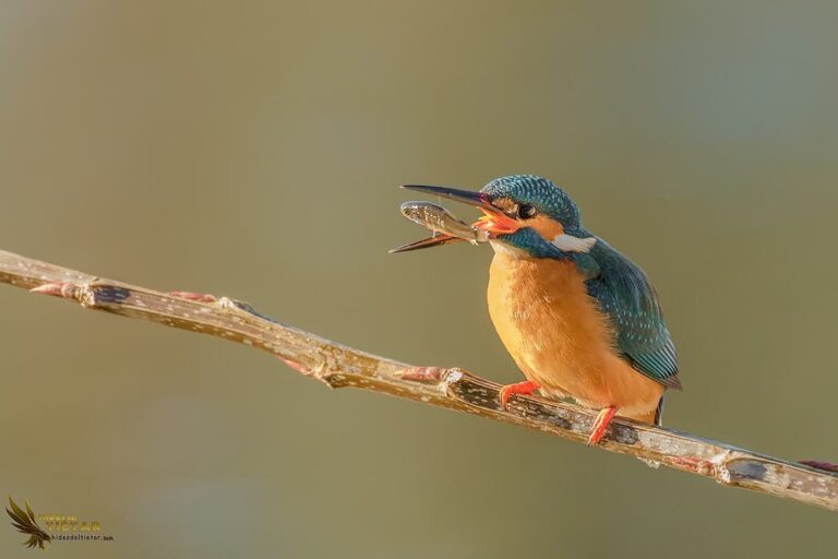 Common Kingfisher Hide