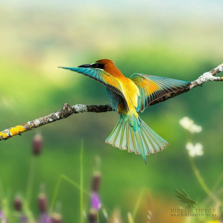 European Bee-eater Hide