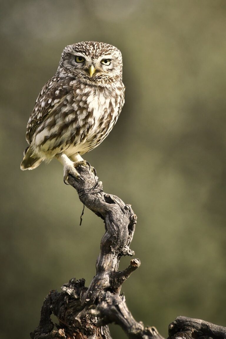 Hide Little Owl