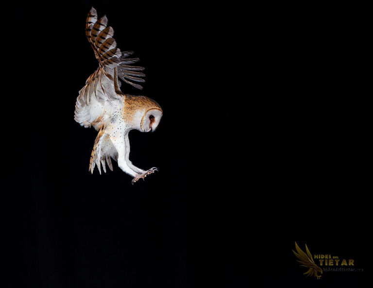 Western Barn Owl hide