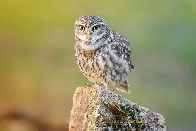 Hide Little Owl