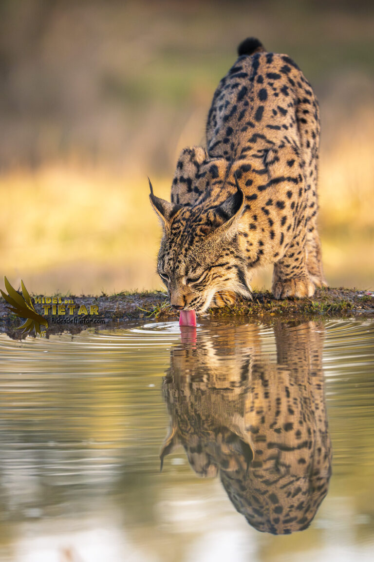 Iberian Lynx Hide