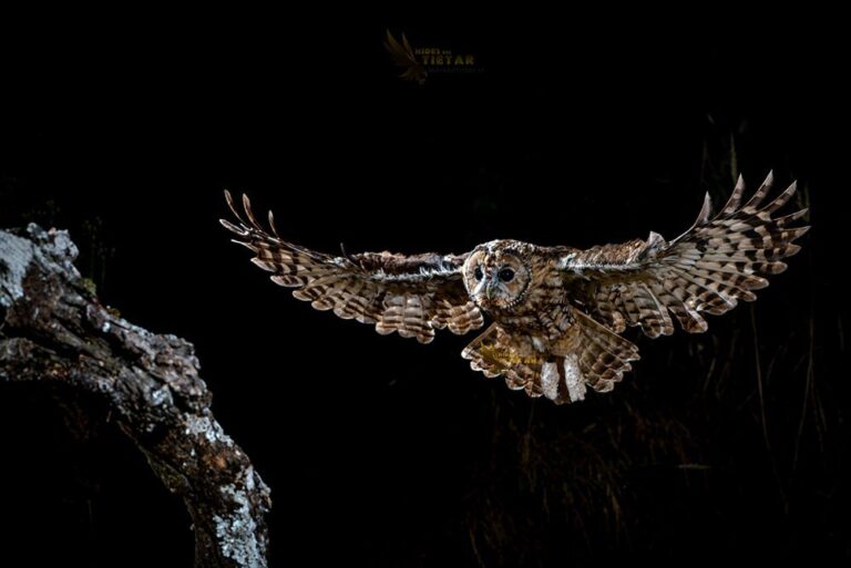 Tawny Owl hide