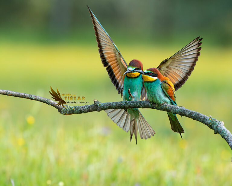 European Bee-eater Hide