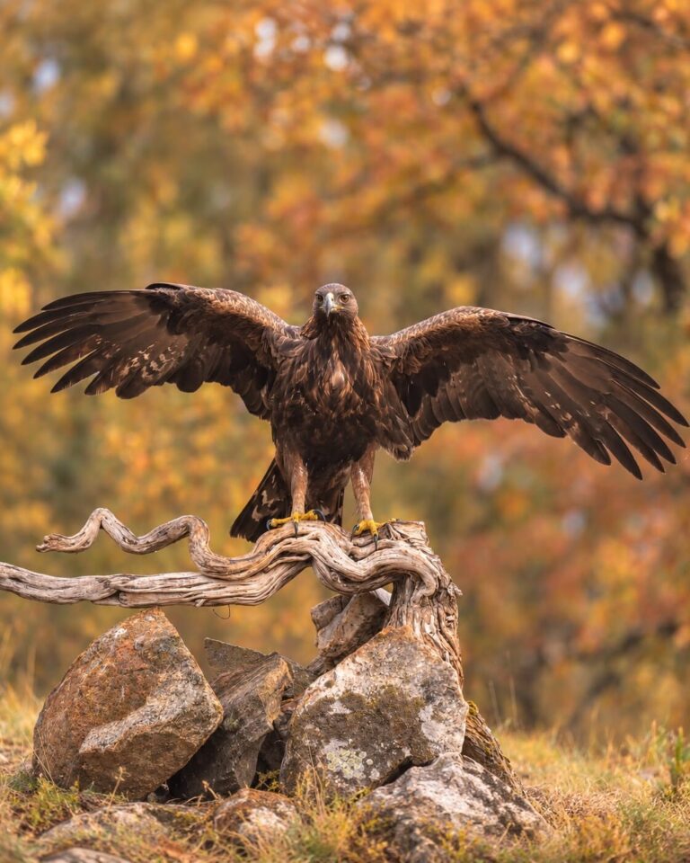 Arteaganature Hides