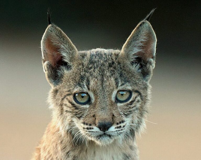 Iberian Lynx Hide