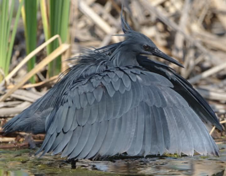 Private Half-Day Wake Up With Birds & Breakfast