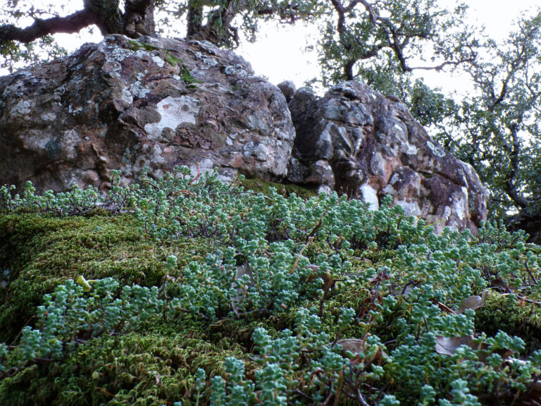 Los Alcornocales Natural Park