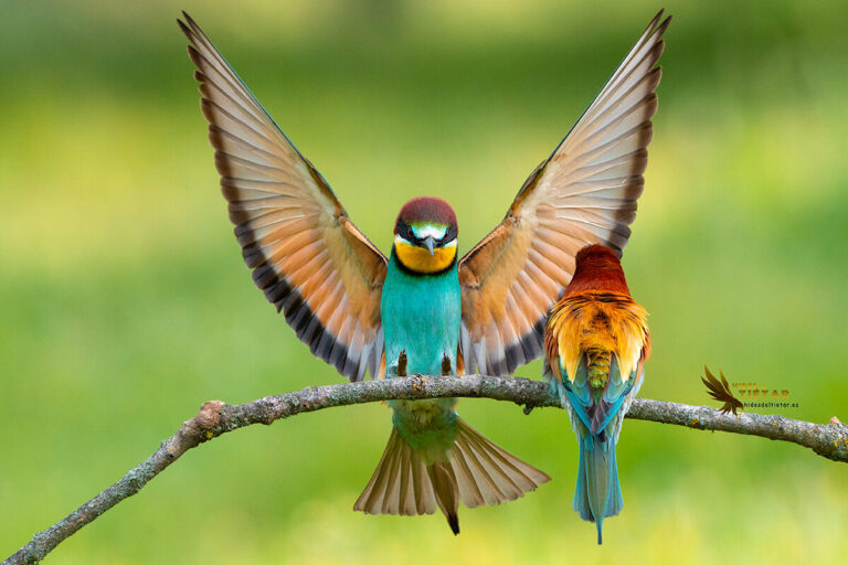 European Bee-eater Hide
