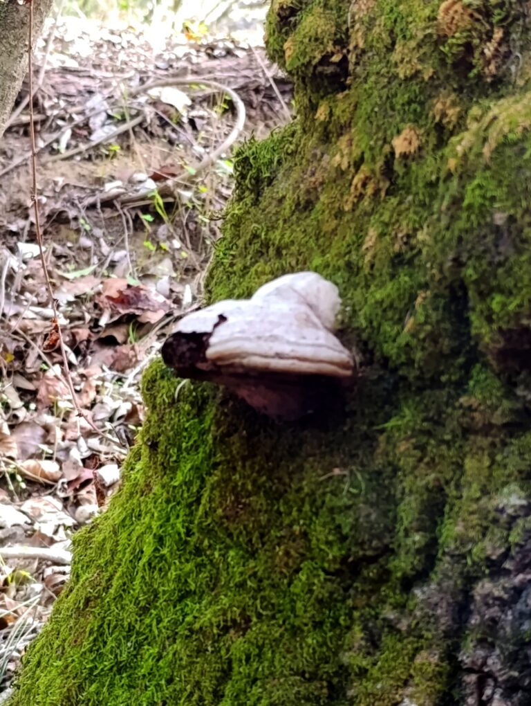 Los Alcornocales Natural Park