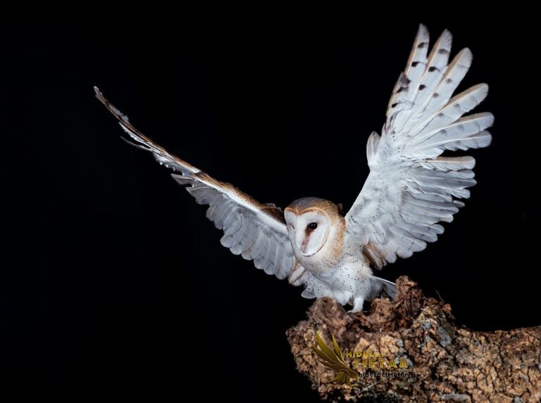 Western Barn Owl hide