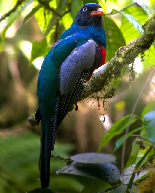 Birdwatching en Celeste Mountain Lodge 6.30am-11am
