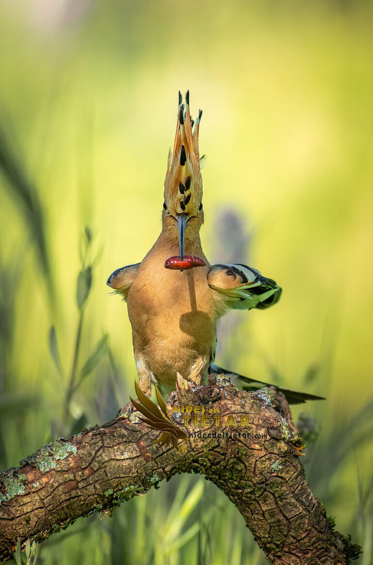 Common Hoopoe Hide