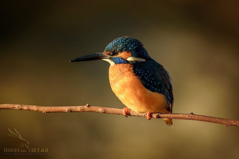 Common Kingfisher Hide
