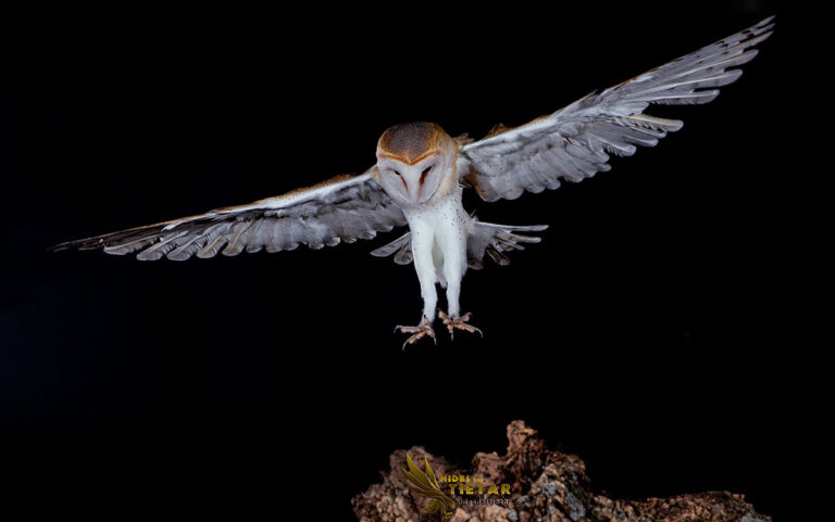Western Barn Owl hide