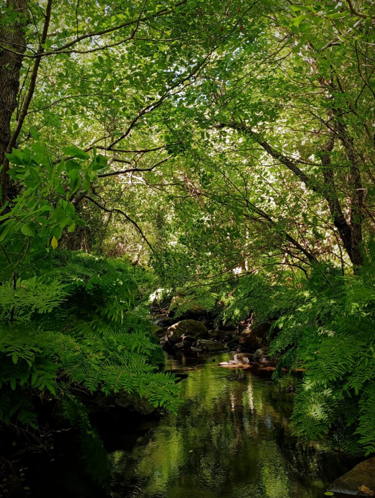 Los Alcornocales Natural Park