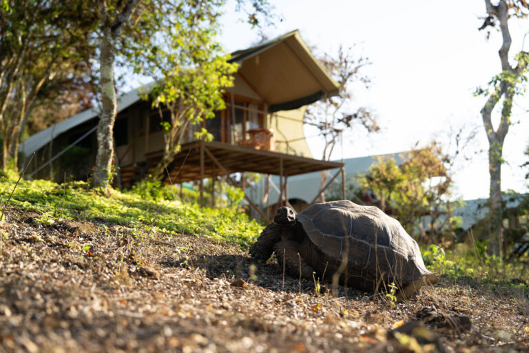 Galapagos Safari Camp