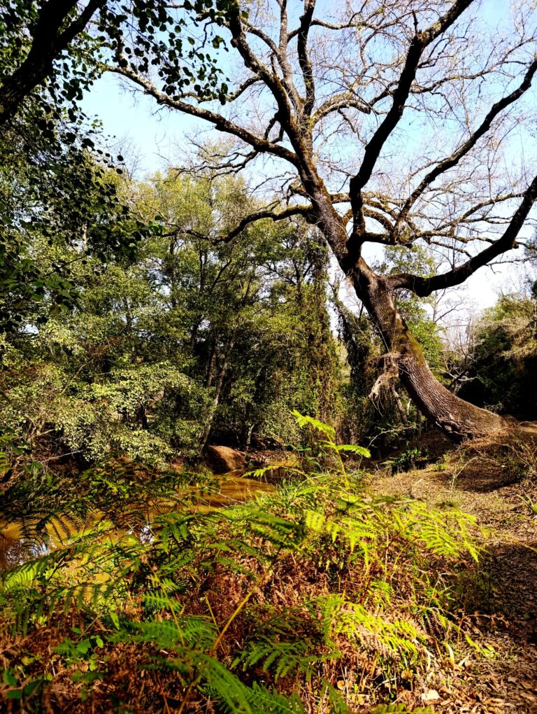 Los Alcornocales Natural Park