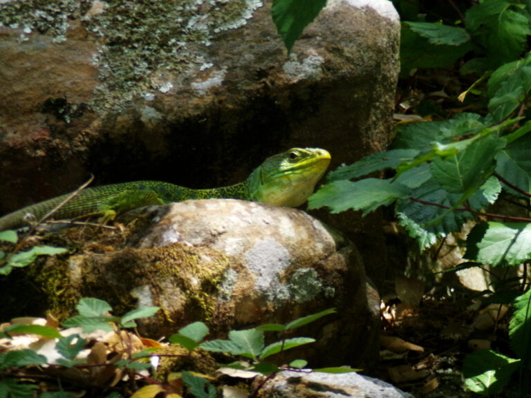 Los Alcornocales Natural Park
