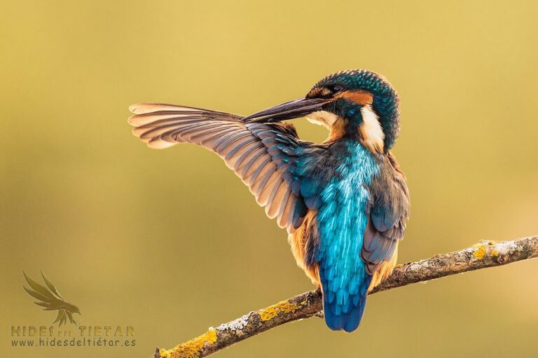 Common Kingfisher Hide