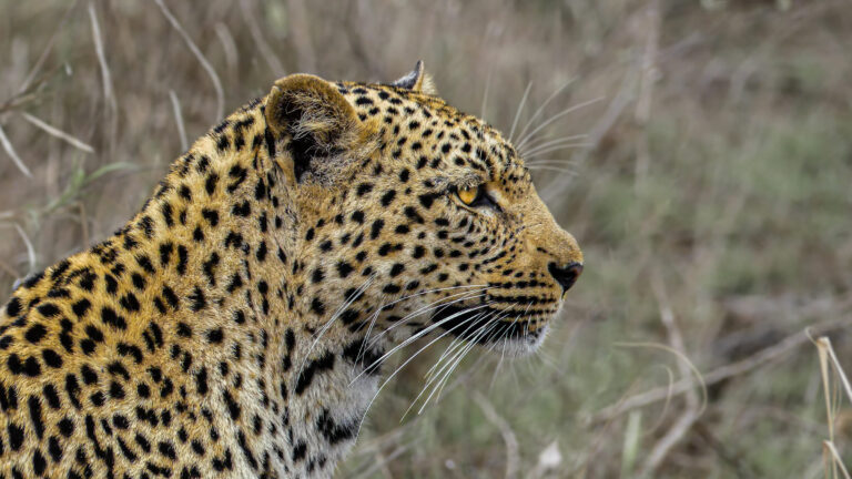 Sudáfrica salvaje: Safari + Costa