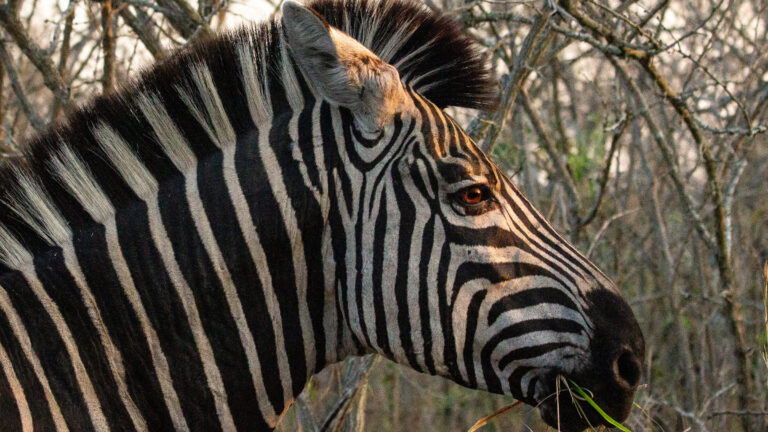 Sudáfrica salvaje: Safari + Costa