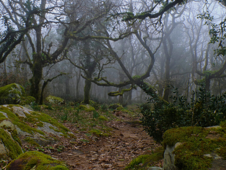 Los Alcornocales Natural Park