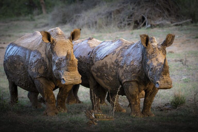 SOUTH AFRICA: The Photography Sanctuary of Zimanga 2027