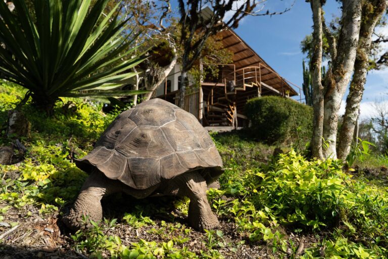 Galapagos Safari Camp
